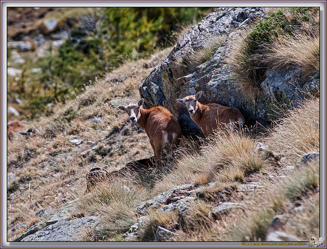 MOUFLONS